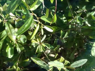 IMG_5613.JPG (821409 bytes)